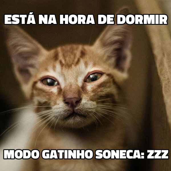 Meme de gatinho.